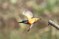 カワセミ飛び出し２