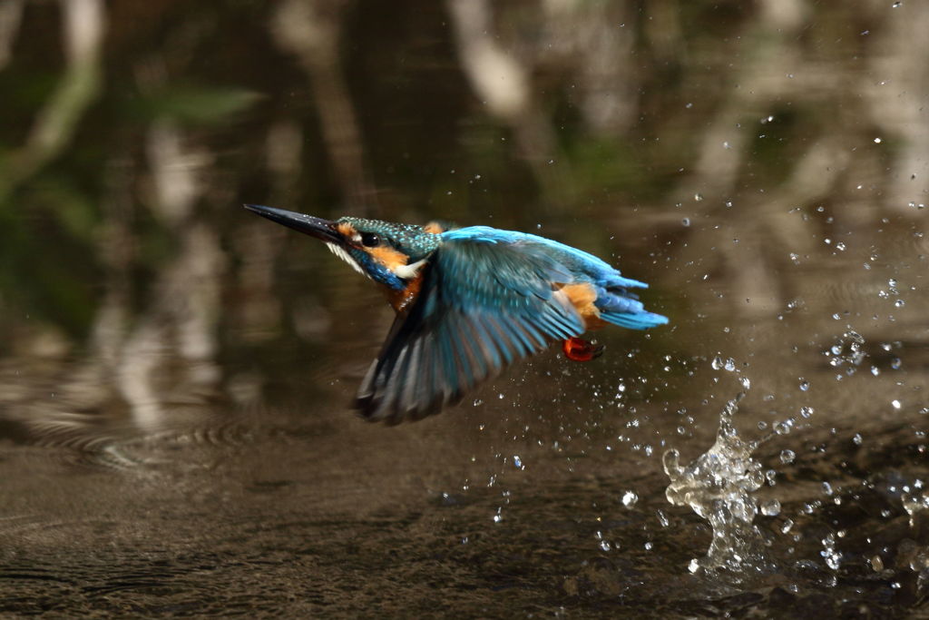 カワセミ 水浴び後