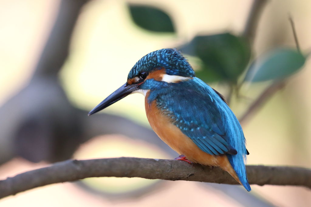 カワセミ　大きさで・・・２