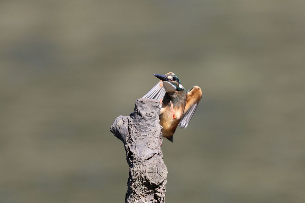 カワセミ着木 1