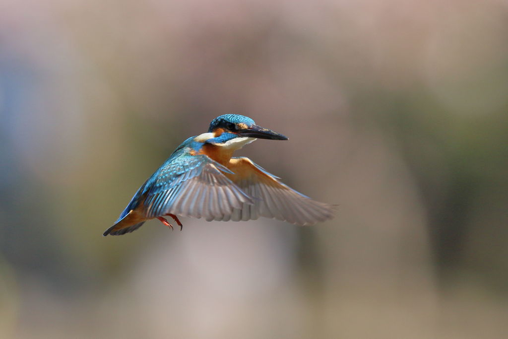 カワセミ ホバ 追加