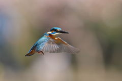 カワセミ ホバ 追加
