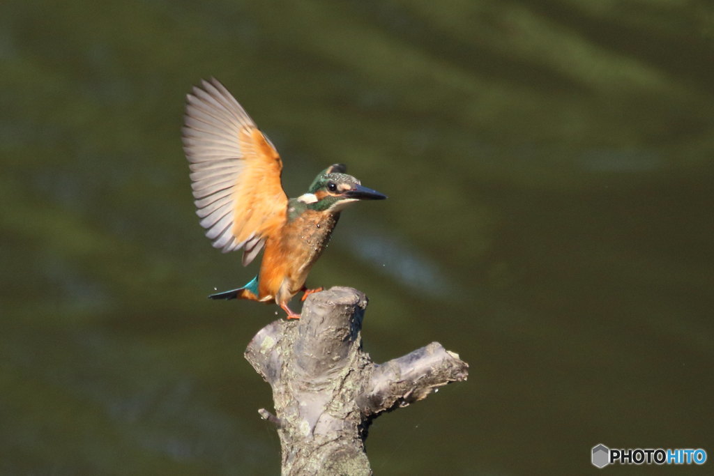 カワセミ幼　着地（木？）テレマーク