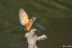 カワセミ幼　着地（木？）テレマーク