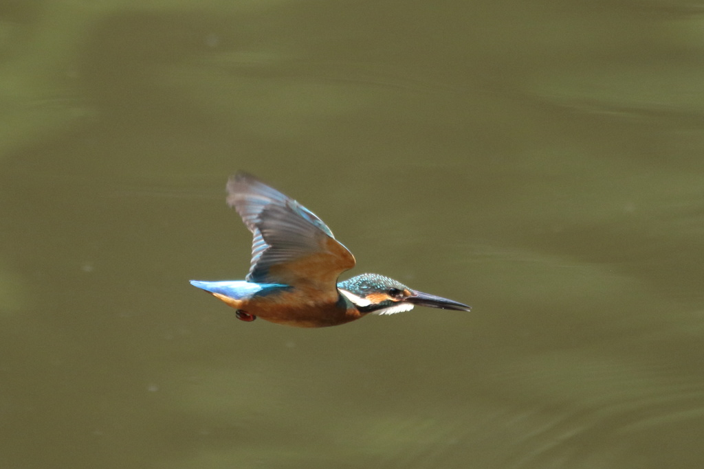 カワセミ 幼　翔