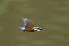 カワセミ 幼　翔