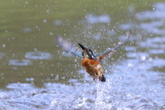 カワセミ 離水１