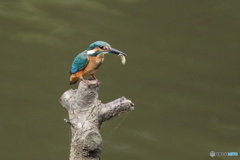 カワセミ 若 捕った