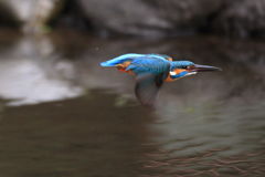 カワセミ 飛