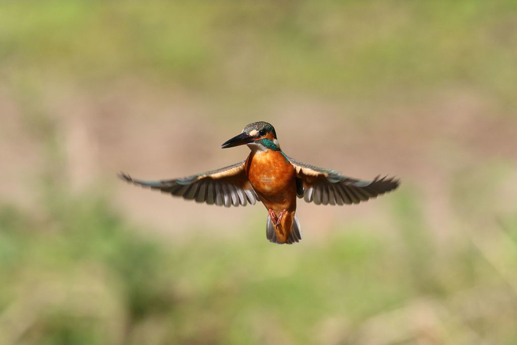 カワセミ ホバ２