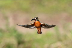 カワセミ ホバ２