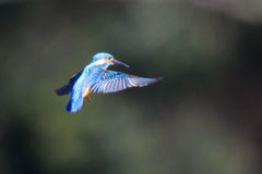 カワセミ  ホバ2