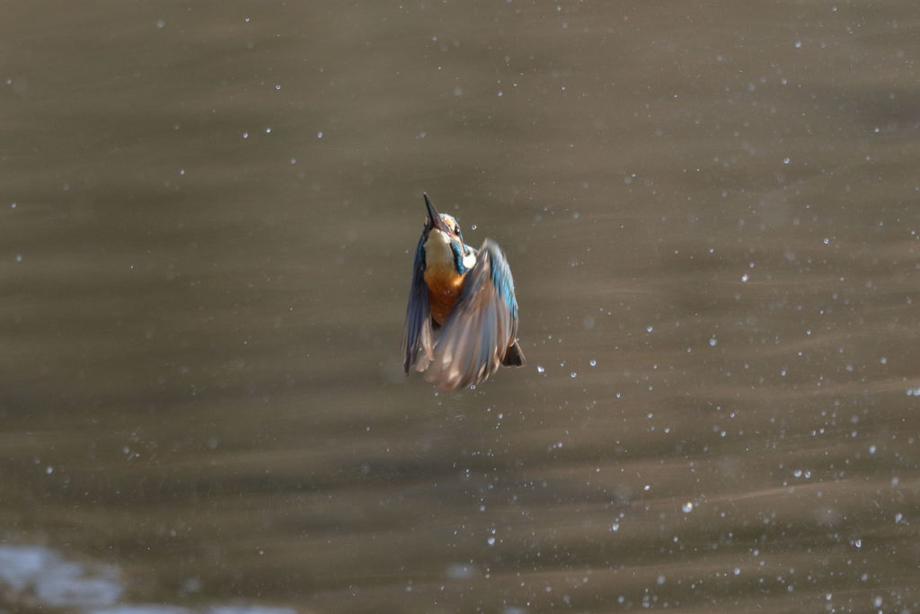 カワセミ 離水2