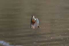 カワセミ 離水2