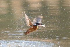 カワセミ ハンティング成功