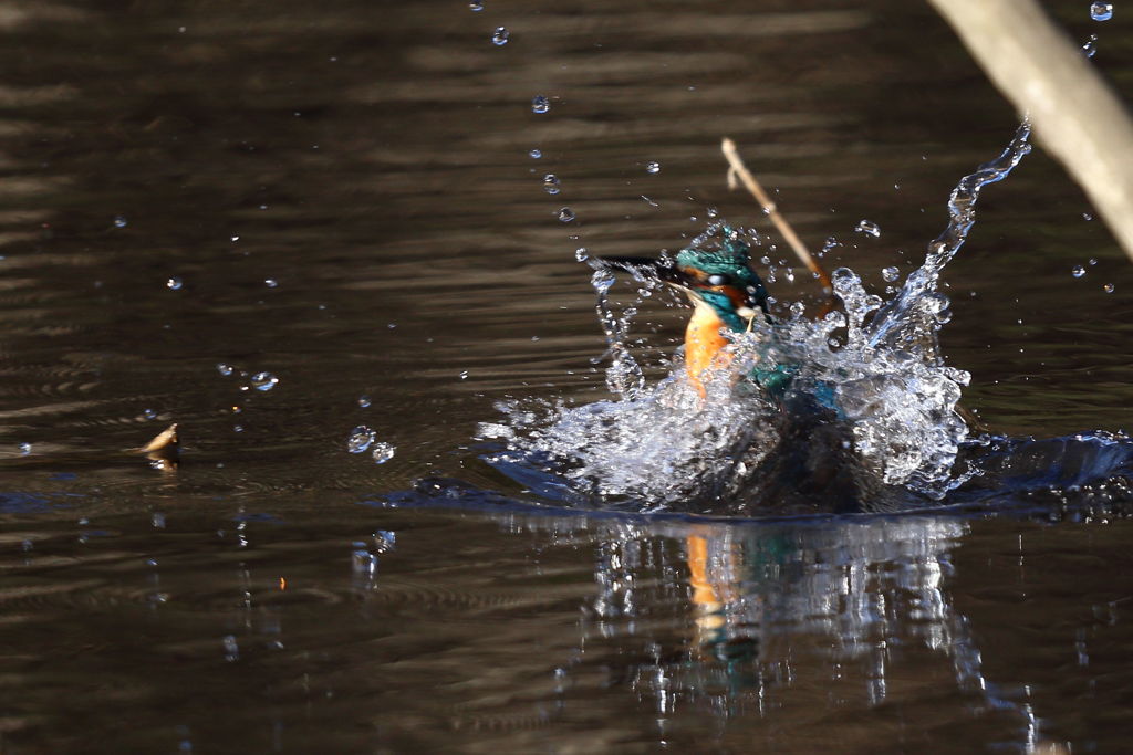 カワセミ 離水中１