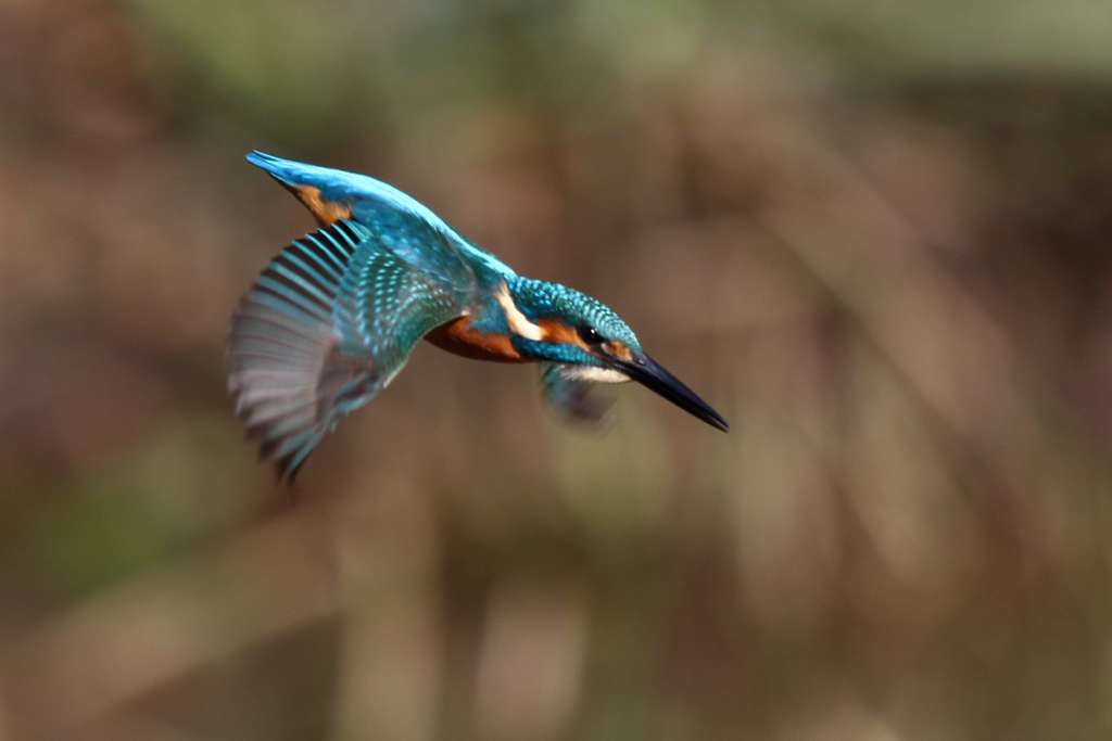 カワセミ 171112　飛