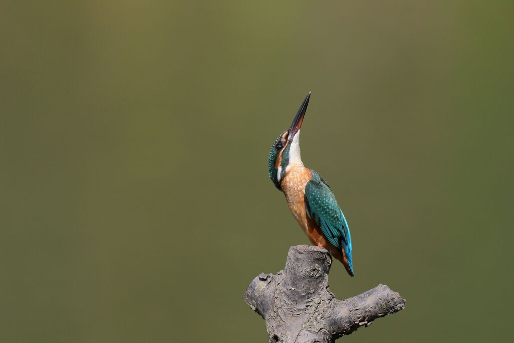 カワセミ　上空警戒？？