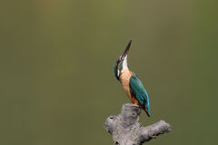 カワセミ　上空警戒？？