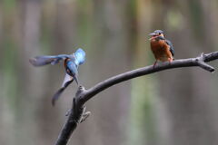 ♂VS.♀2