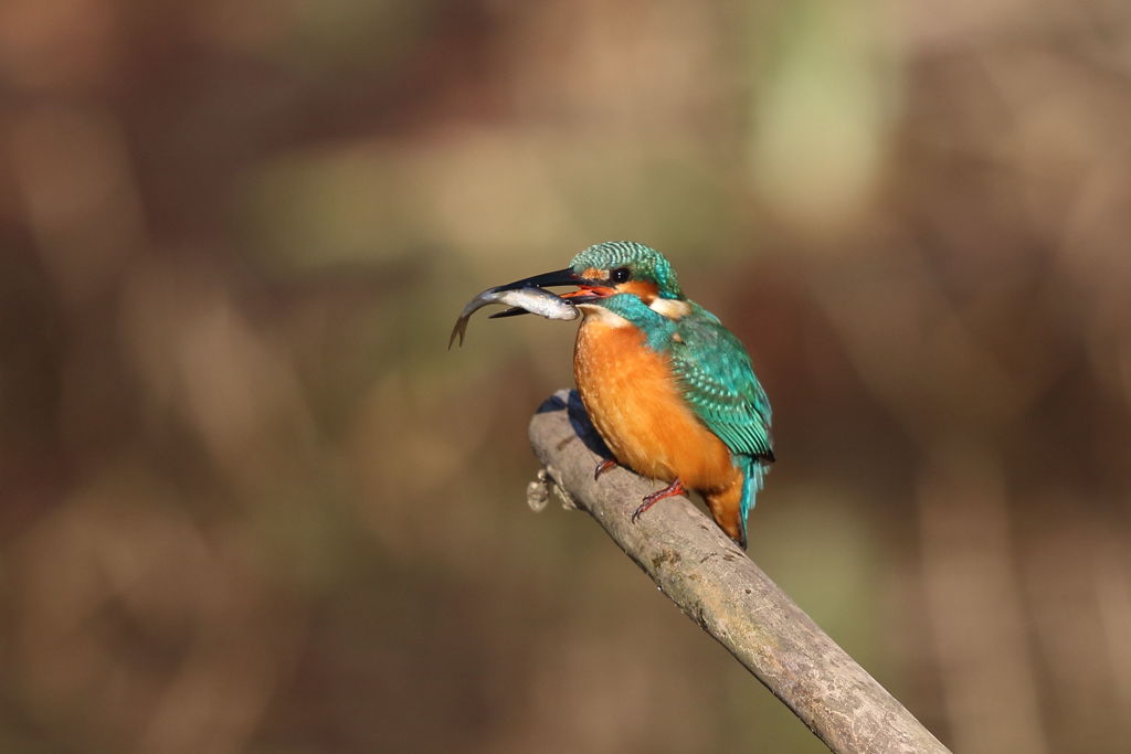 カワセミ　ゲット