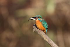 カワセミ　ゲット