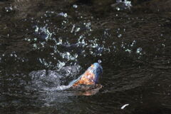 久しぶり？？？