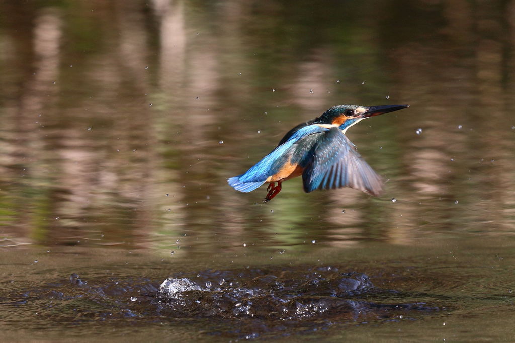 カワセミ 離水１