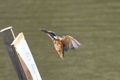 カワセミ 着?? 05