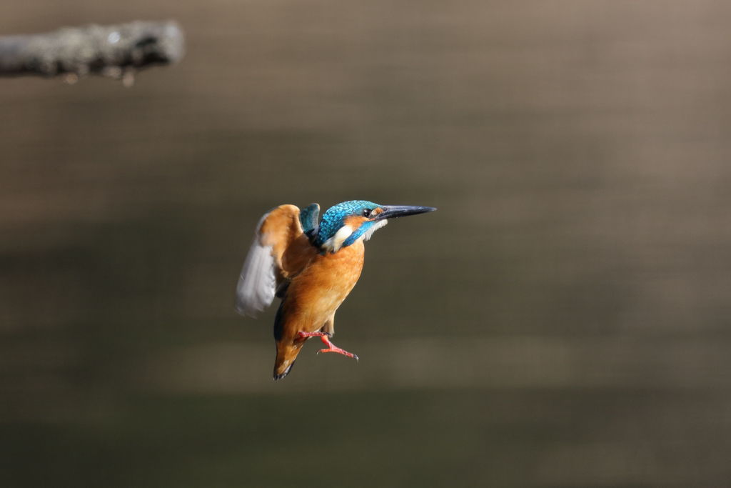 カワセミ ショートホバ