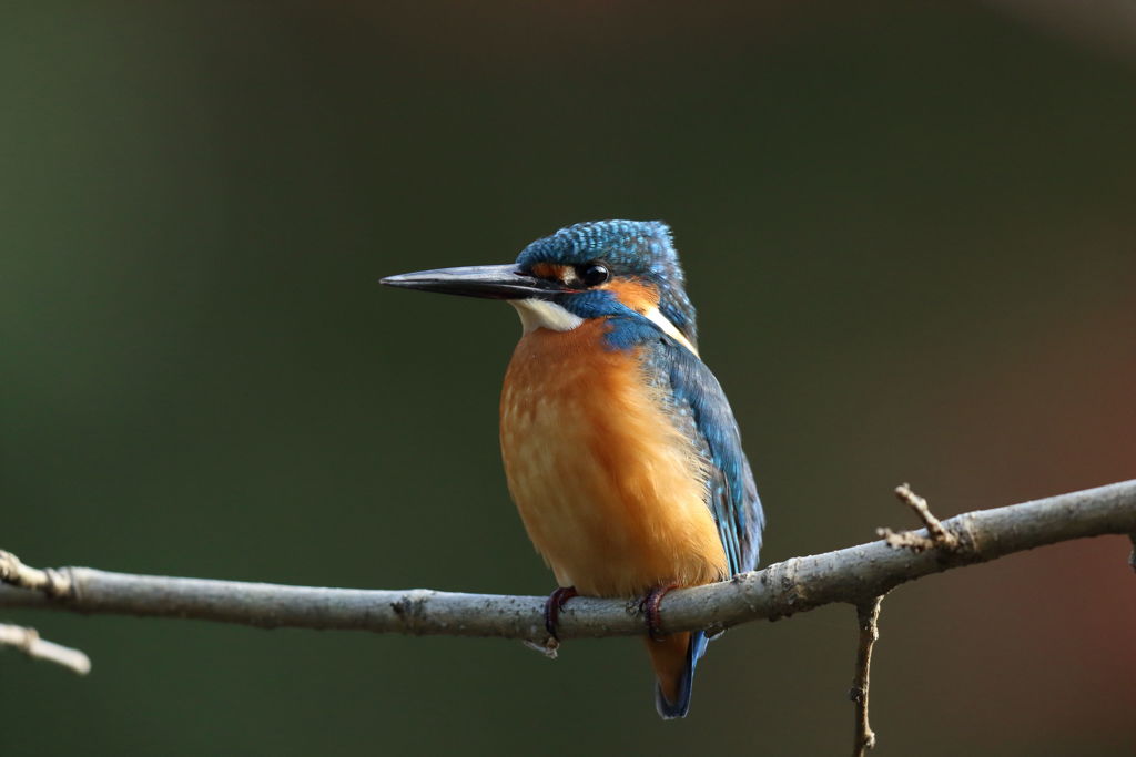 カワセミ 最接近1