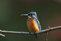 カワセミ 最接近1