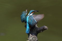 カワセミ 着木1