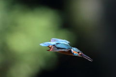 カワセミ 飛2