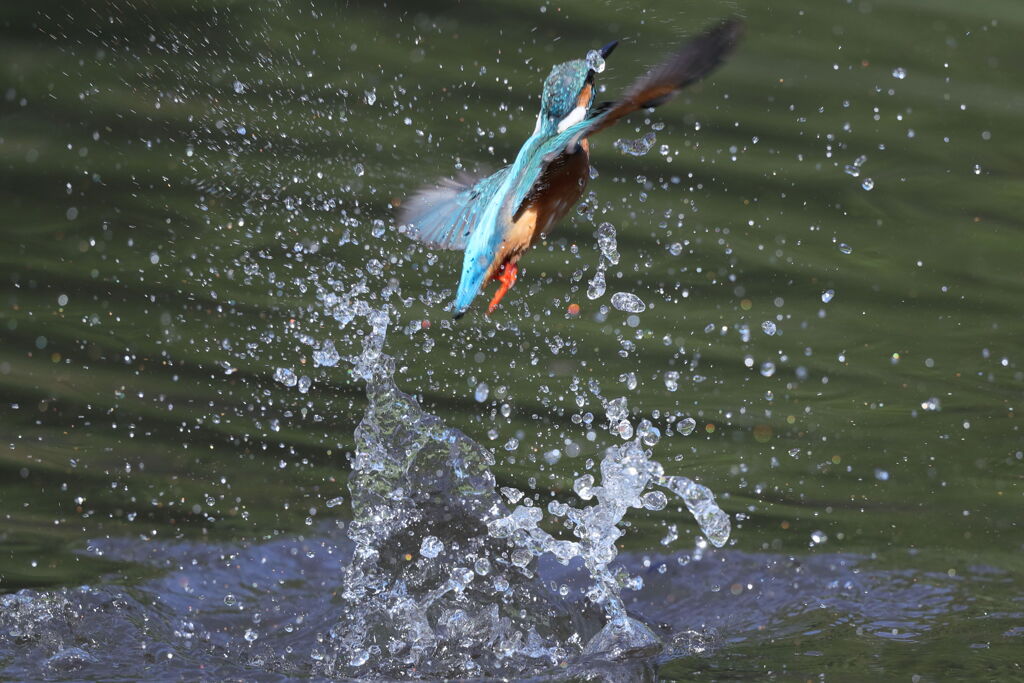 順光水浴びB面.