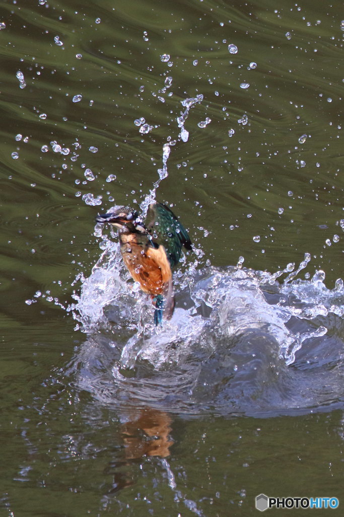 カワセミ幼　浮上１