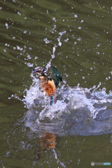 カワセミ幼　浮上１