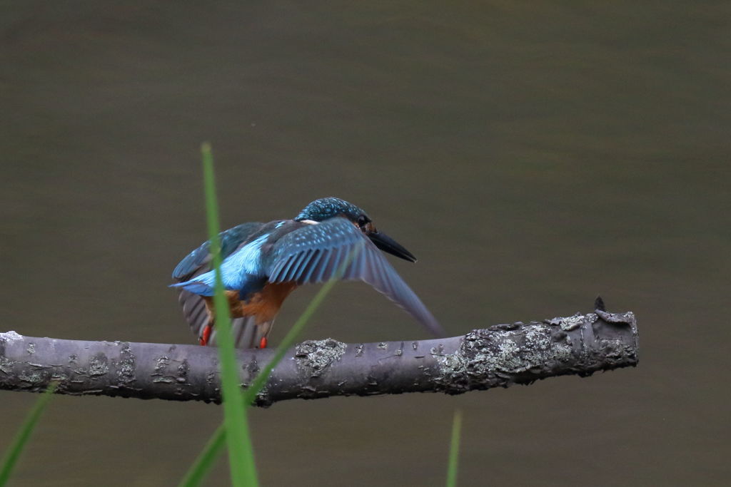 カワセミ　離木1