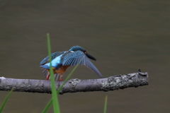 カワセミ　離木1