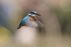 カワセミ ホバ３