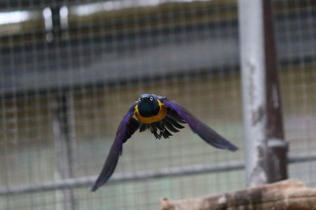 掛川花鳥園の動きもの2