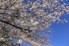 青空桜１
