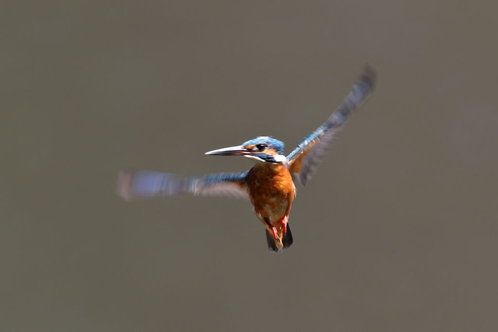 カワセミホバ 3