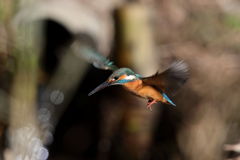 カワセミ ホバ 2-1