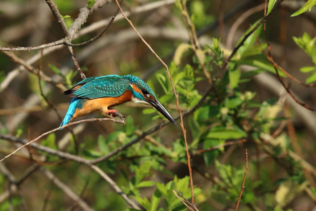 カワセミ フェイント２