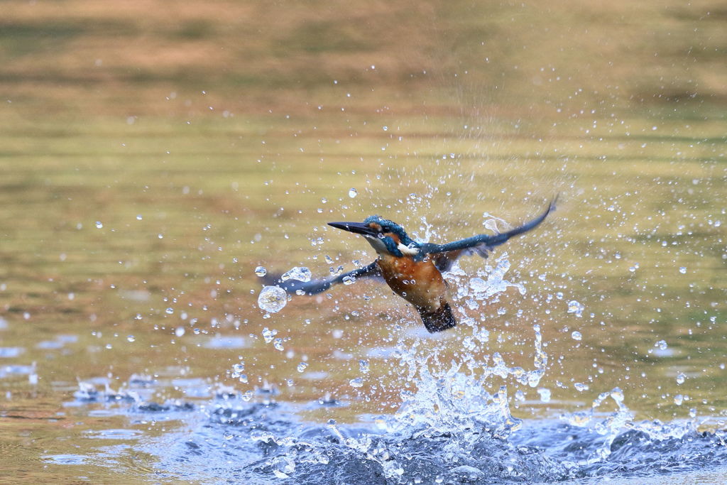 カワセミ 離水２