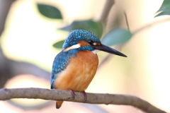 カワセミ　大きさで・・・１