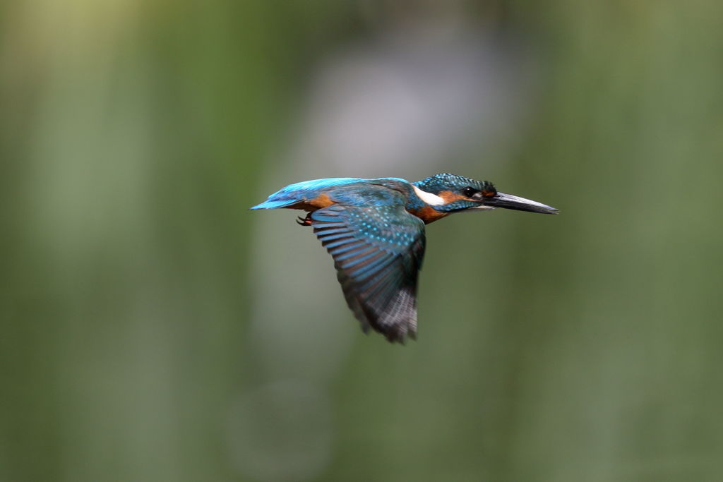 カワセミ 飛 3