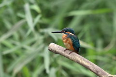 カワセミ 置物のような