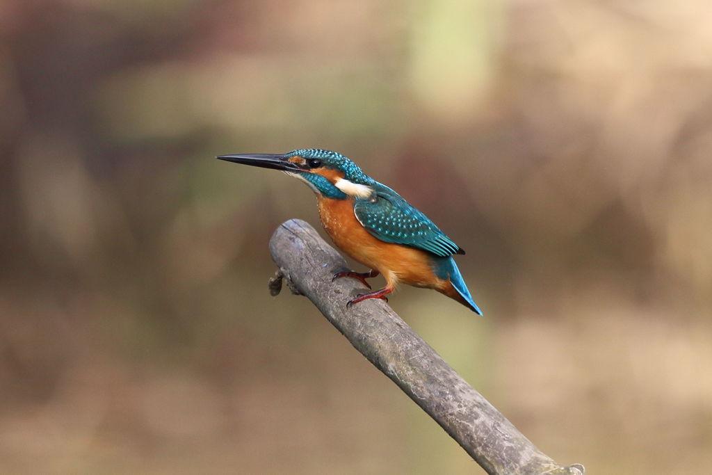 カワセミ　着枝２